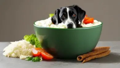 can dogs eat curd rice everyday 460.png