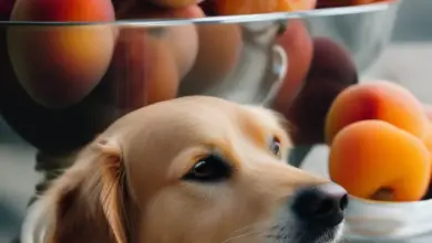 can dogs eat apricot jam 554.png