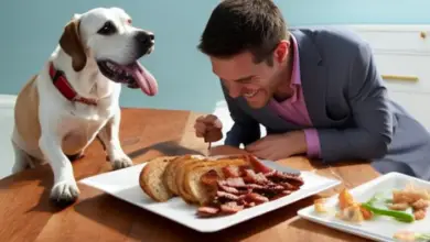 can dogs eat bacon 508.png