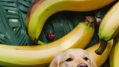 can dogs eat bannannas 481.png