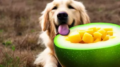 can dogs eat bittermelon 407.png