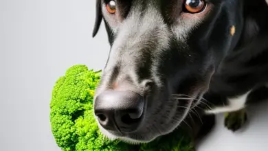 can dogs eat broccoli stalk 594.png