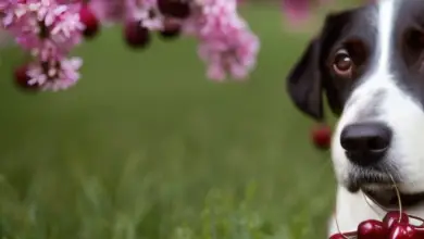 can dogs eat cherries reddit 745.png