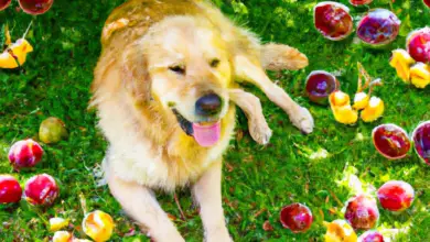 can dogs eat cherry plums.png