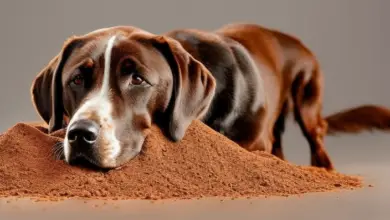 can dogs eat cinnamon 770.png
