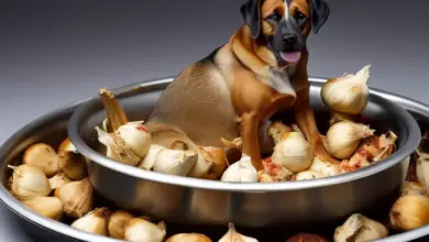can dogs eat garlic 779.png