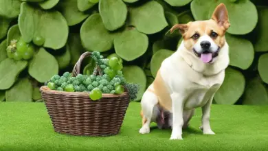 can dogs eat green grapes 945.png