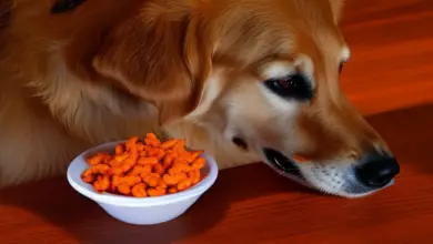 can dogs eat hot cheetos 424.png