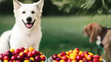 can dogs eat jujube fruit 527.png