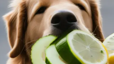can dogs eat lemon cucumbers 558.png
