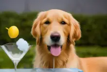 can dogs eat lemon ice 391.png
