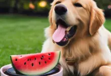 can dogs eat melon 454.png