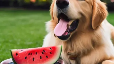 can dogs eat melon 454.png