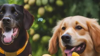 can dogs eat raw mango 432.png