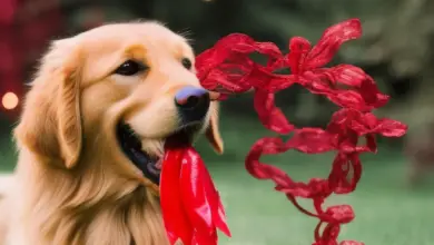 can dogs eat red vines candy 429.png