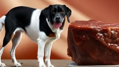 can dogs eat slightly off meat 883.png