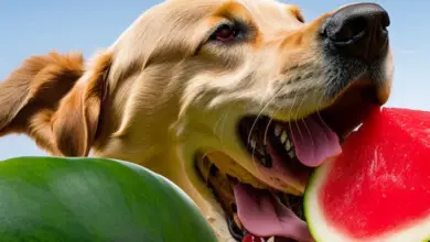 can dogs eat watermelon 569.png