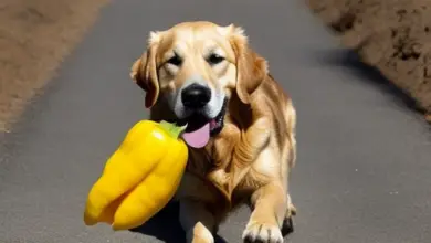 can dogs eat yellow pepper 450.png