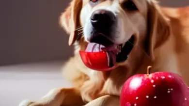 can dogs eat apple skin 529.png