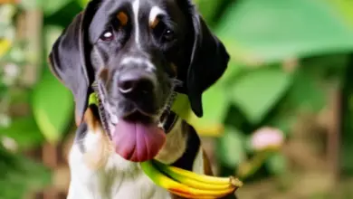 can dogs eat banana blossom 809.png