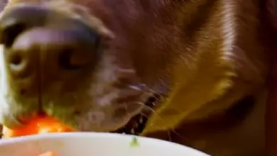 can dogs eat carrot baby food 736.png