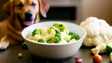 can dogs eat cauliflowe 296.png
