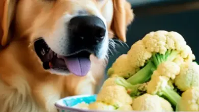 can dogs eat caulifower 607.png