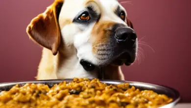 can dogs eat dal 608.png
