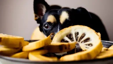 can dogs eat dehydrated bananas 770.png