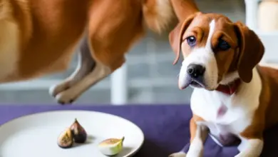 can dogs eat dried fig 705.png