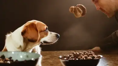 can dogs eat dried shiitake mushrooms 177.png