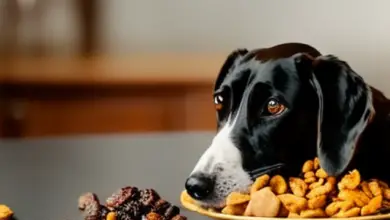 can dogs eat dry fruits 248.png