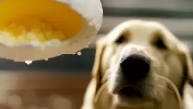 can dogs eat eggs hard boiled 887.png