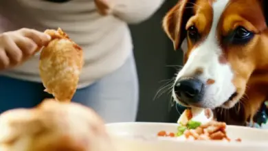 can dogs eat expired chicken breast 305.png