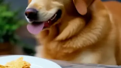 can dogs eat fish and chips 132.png