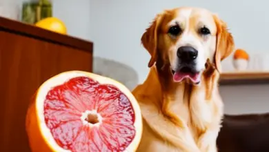 can dogs eat grapfruit 170.png