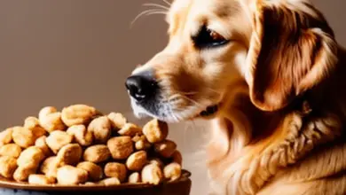 can dogs eat honey peanuts 417.png