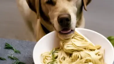 can dogs eat italian herbs 777.png