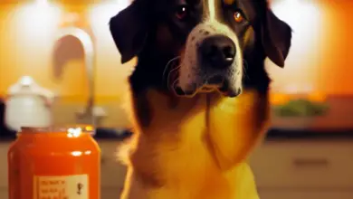 can dogs eat marmalade 981.png