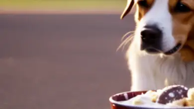 can dogs eat milk ice cream 898.png