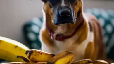 can dogs eat over ripe bananas 717.png