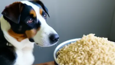 can dogs eat parboiled rice 781.png