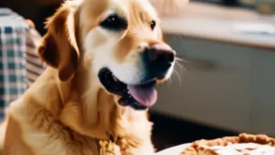 can dogs eat pie 209.png