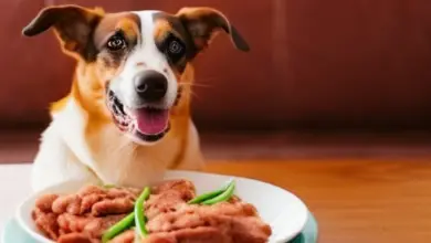 can dogs eat processed meat 753.png