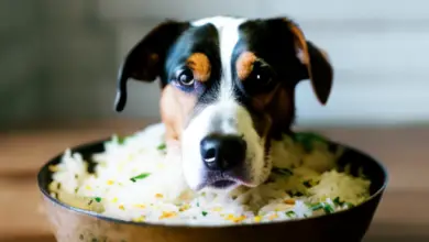 can dogs eat rice paper 955.png