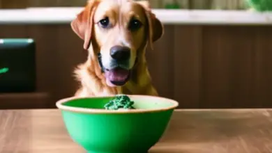 can dogs eat spinnach 431.png