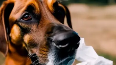 can dogs eat tissues 591.png