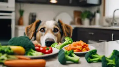 dog and broccoli safety