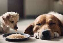 dog diet during illness