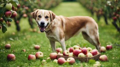 dog s apple consumption query